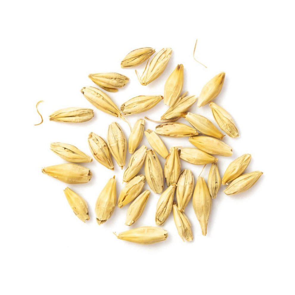 Nahaufnahme von gekeimter Gerste mit goldgelber Farbe.