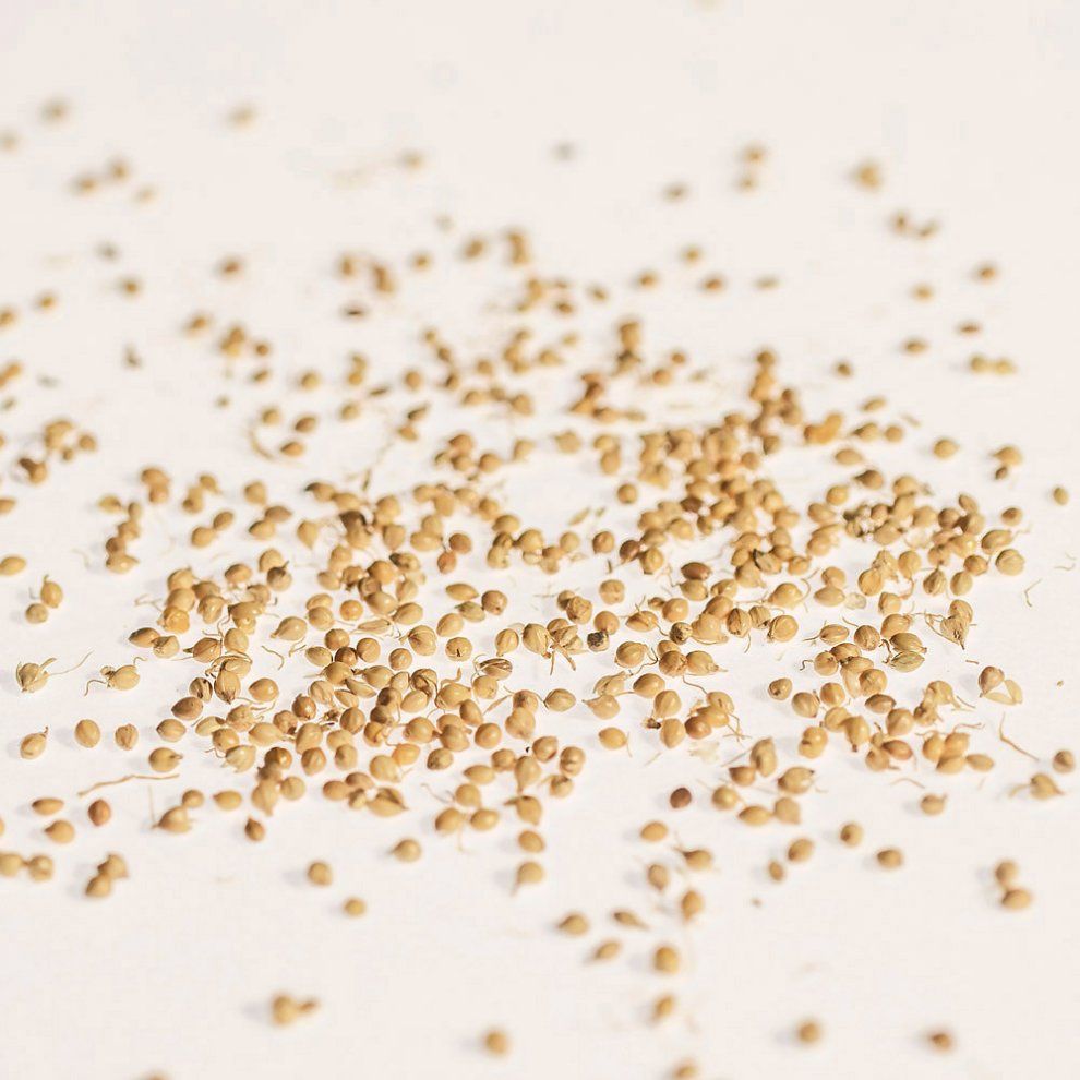 Detailaufnahme von gekeimter Hirse in hoher Qualität.