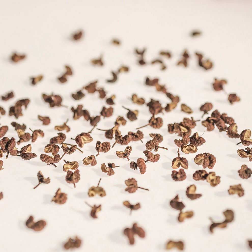 Szechuan Pfeffer, prickelnd, getrocknet, Beutel à 100g