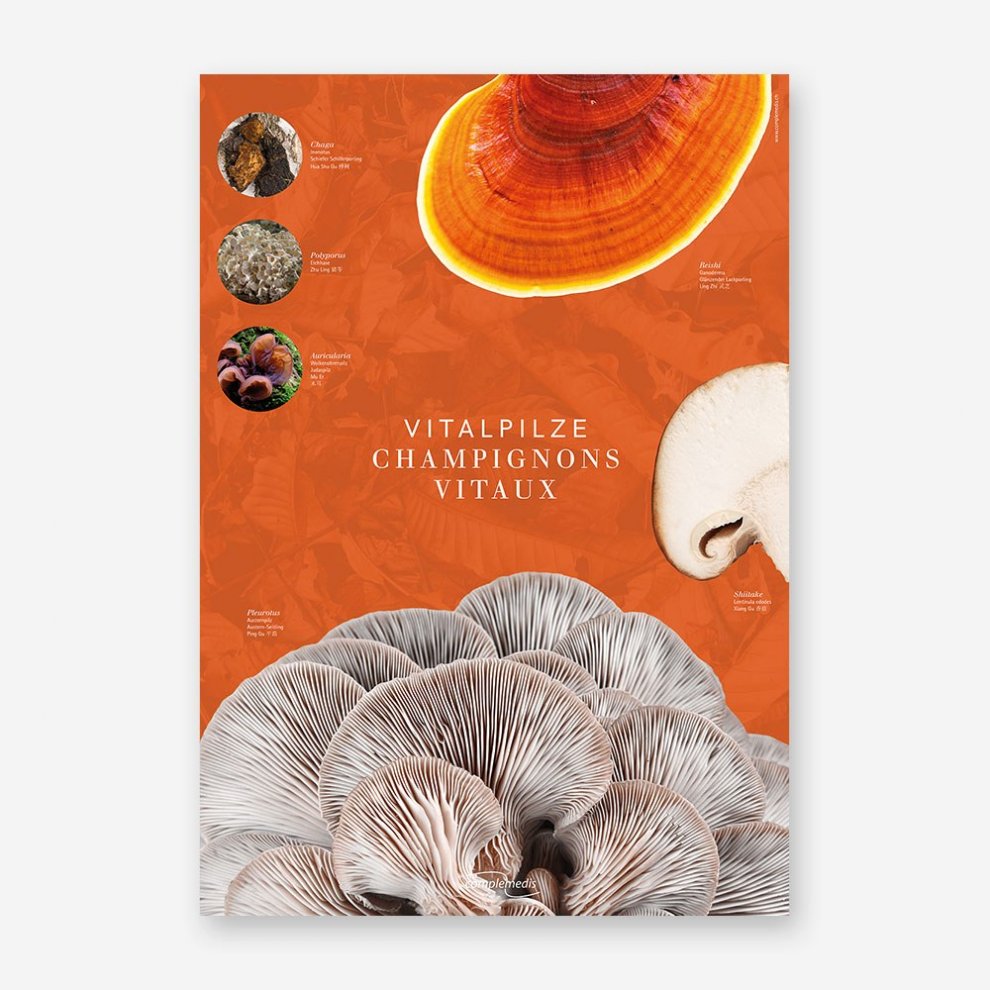 Vitalpilz-Poster im DIN-A2-Format mit Übersicht zu Heilpilzen der TCM, inklusive grafischer Darstellung, Wirkprofilen und Zuordnungen.