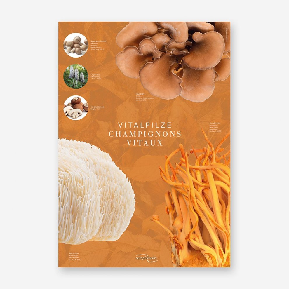 Vitalpilz-Poster 2 im Format DIN A1 mit grafischen Darstellungen und Beschreibungen von sechs TCM-Heilpilzen sowie Anwendungstabelle auf der Rückseite.