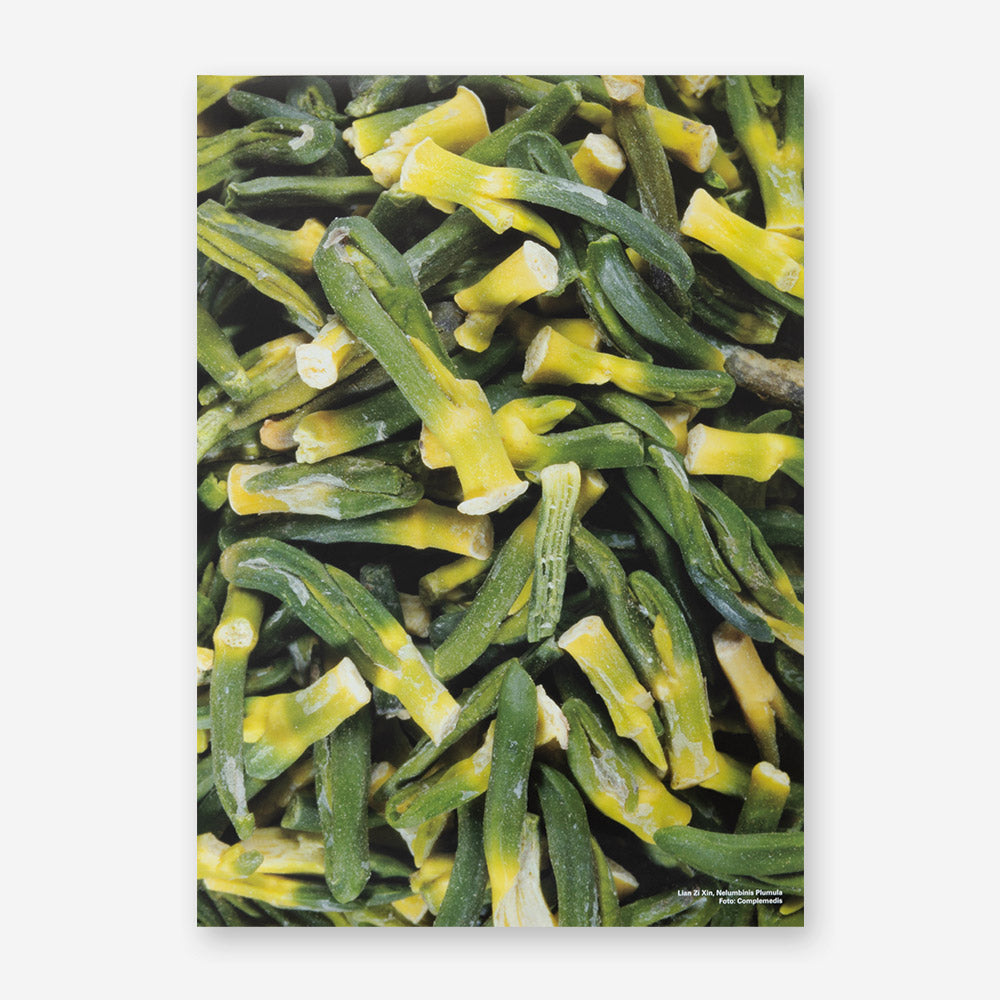 Plakat Nelumbinis Plumula (Lian Zi Xin) – 50 × 70 cm