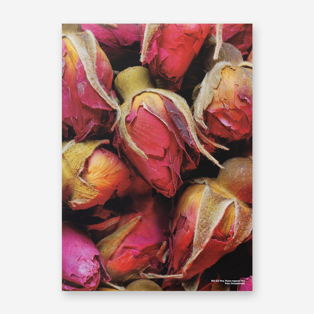 Plakat Rosae rugosae Flos (Mei Gui Hua) – 50 × 70 cm