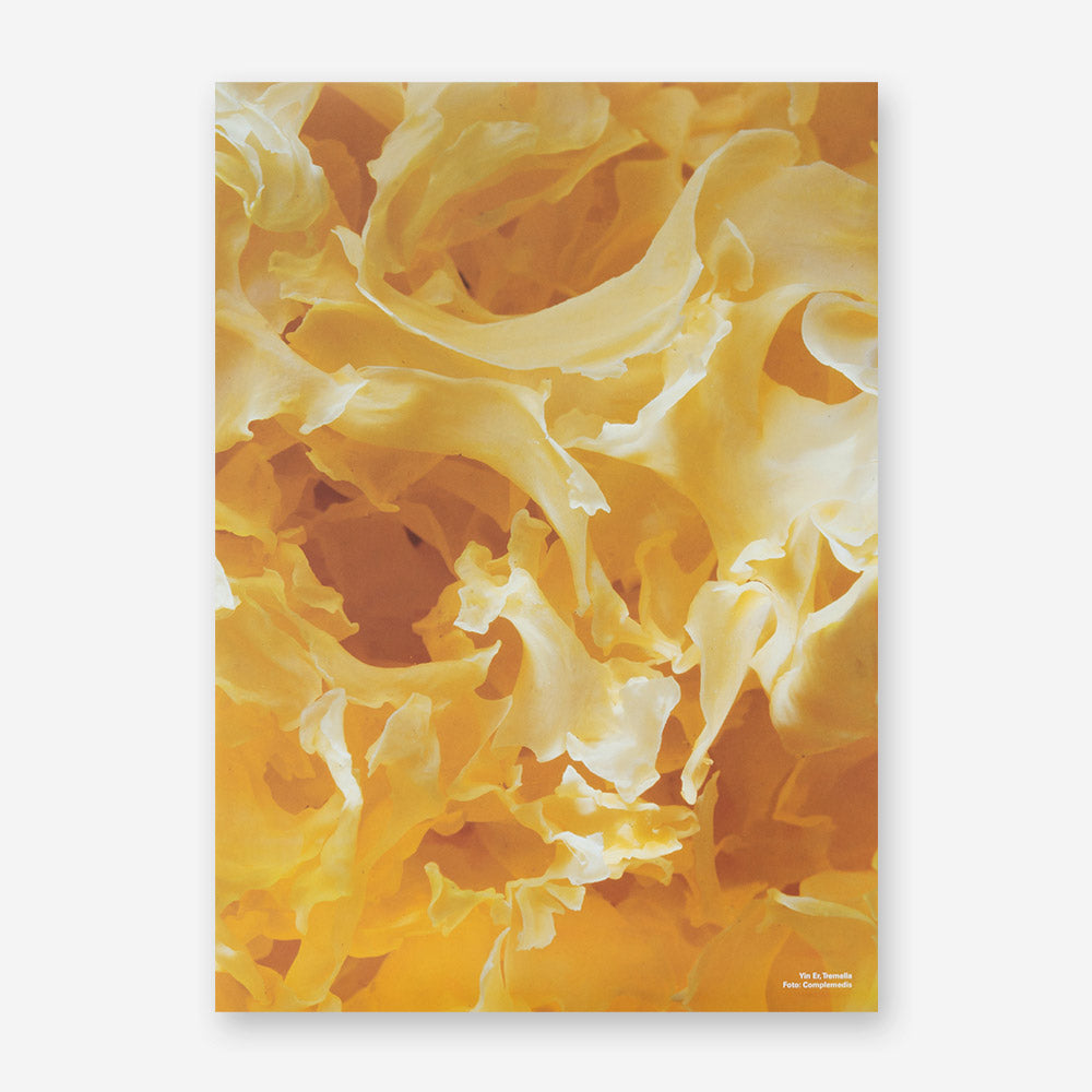 Plakat Tremella (Yin er) – 50 × 70 cm
